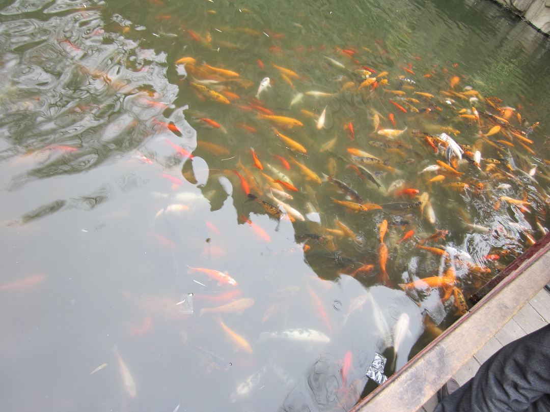 每个公园都有的鱼儿D1-3