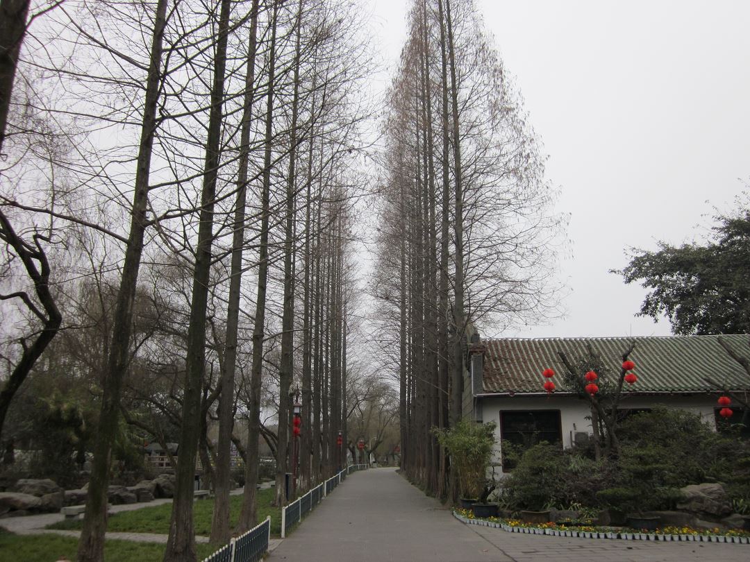 两侧的树，高大壮美D1-2