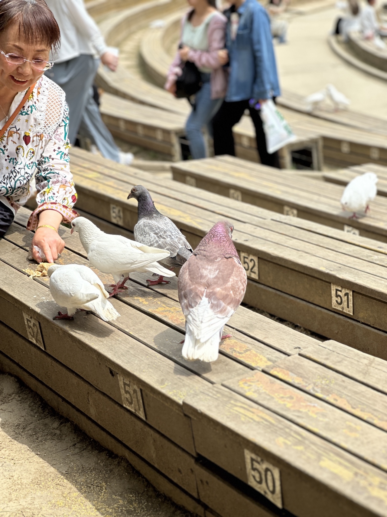 南京音乐台的鸽子